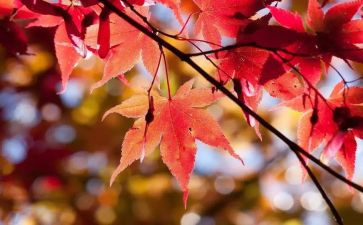 10月1学校活动总结8篇