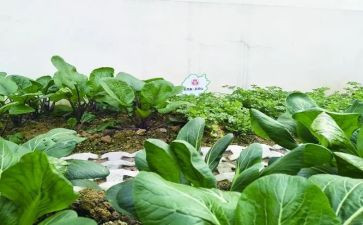 蔬菜运输合同7篇