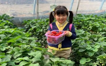 橘子采摘活动方案6篇