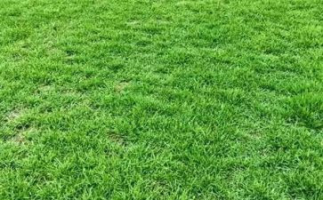 小学生种草莓作文最新7篇
