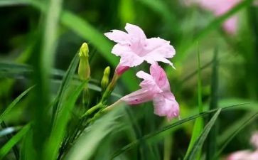 读后感草房子的读后感7篇