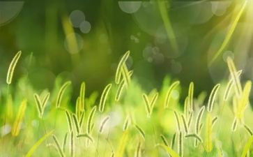 幼儿园有关草的教案推荐7篇