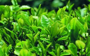 茶个人总结8篇