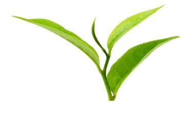 茶工作总结范文优质6篇