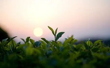 茶个人总结7篇