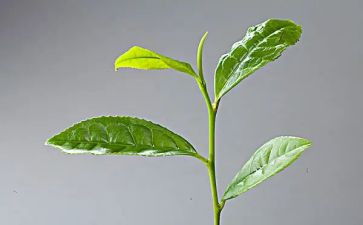 茶工作总结范文参考7篇