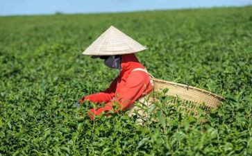 幼儿园茶活动总结优秀6篇