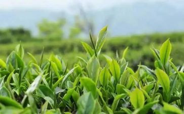 茶企业工作总结范文优质5篇