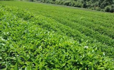 幼儿园茶活动总结推荐6篇
