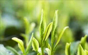 茶活动培训总结6篇