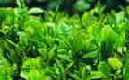 茶活动后的总结心得6篇