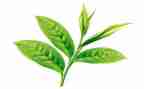 个人茶年度总结5篇