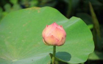 我成长作文600字优秀7篇