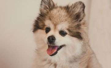 狗的感恩作文优质7篇