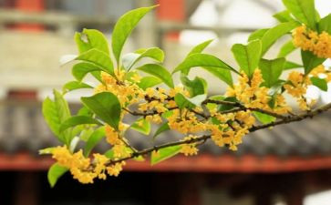 桂花宴作文最新8篇