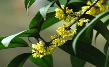 桂花宴作文推荐8篇