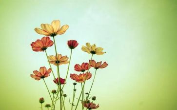 棉花教学反思通用8篇