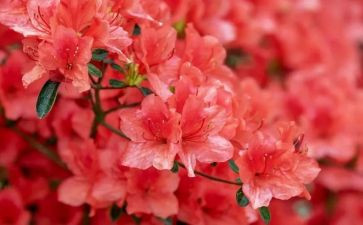 剪窗花贴窗花作文模板8篇