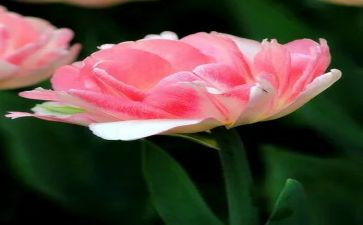 花卉苗木购销合同5篇