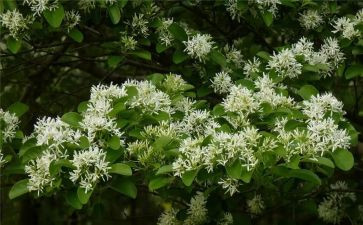 闹花灯幼儿教案5篇