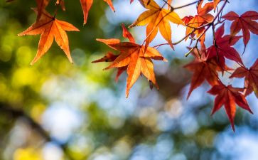 小学写景类作文精选6篇