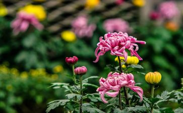 中班《菊花》教案6篇