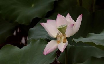 吃莲蓬的作文6篇