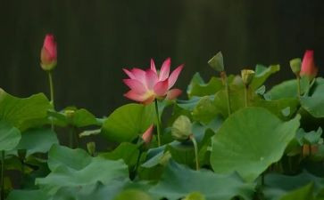 描写莲花的作文6篇