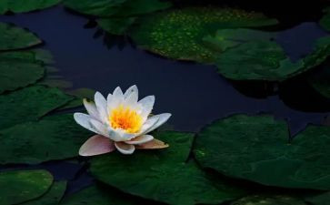 莲花的教案模板5篇