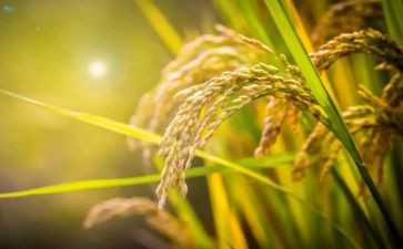 节约粮食,心得体会通用5篇