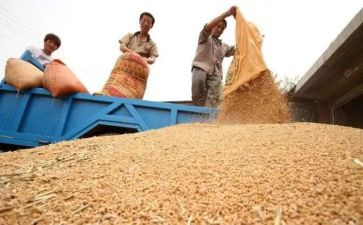 2023粮食工作总结范文5篇