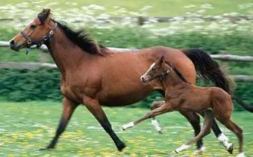 读了神笔马良的读后感最新6篇