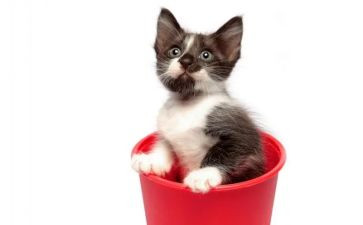 虎皮猫读后感6篇