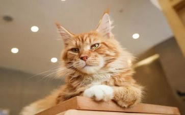 方案猫活动策划优质5篇