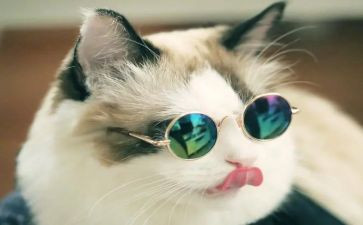 我和猫的作文500字优秀8篇