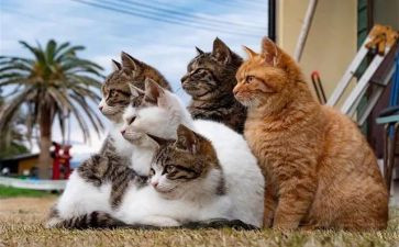 猫的名字教案推荐6篇