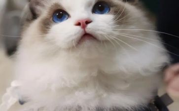 我的动物朋友小猫作文优秀7篇