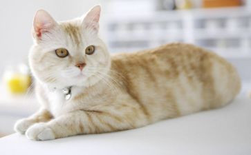 小班折小猫教案最新8篇