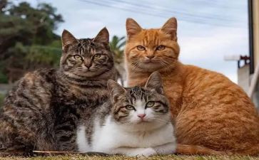 关于猫的优秀作文模板6篇