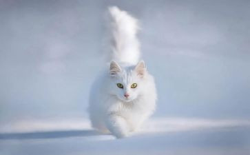 音乐《老鼠画猫》教案5篇