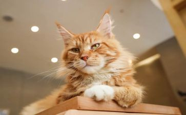 天猫小二工作总结5篇