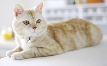 猫的名字教案5篇