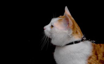猫和狗大班语言教案推荐8篇