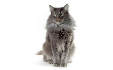 关于猫的优秀作文7篇
