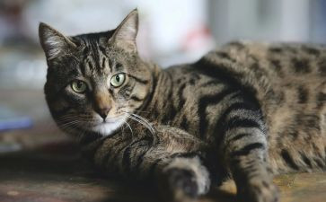 小猫钓鱼的教案6篇