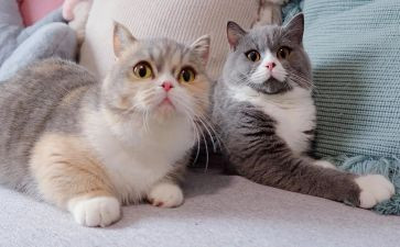 猫社区工作总结范文5篇