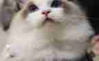 我的动物朋友小猫作文优秀7篇