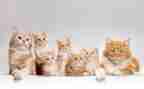 猫和狗大班语言教案最新7篇