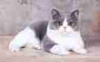 关于猫的作文作文最新6篇