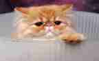 骄傲的猫作文300字8篇